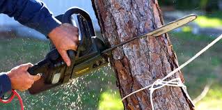 Why Choose Our Tree Removal Services in Fort Dick, CA?