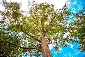 Best Tree Disease Treatment  in Fort Dick, CA