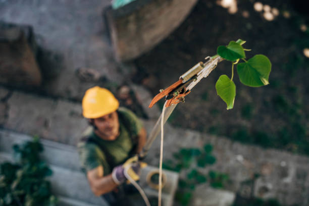 Best Root Management and Removal  in Fort Dick, CA