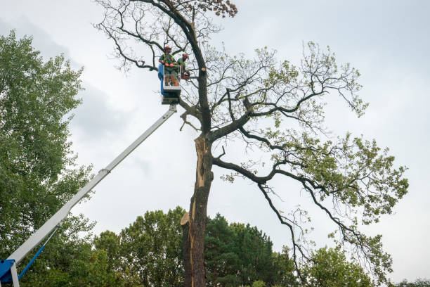 Best Tree Risk Assessment  in Fort Dick, CA