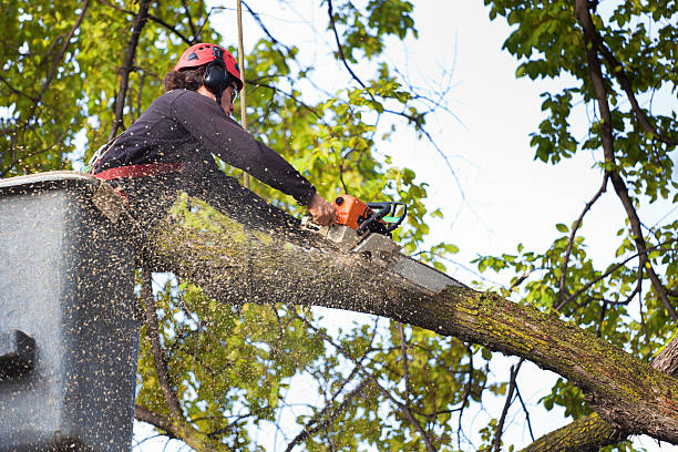 Best Leaf Removal  in Fort Dick, CA